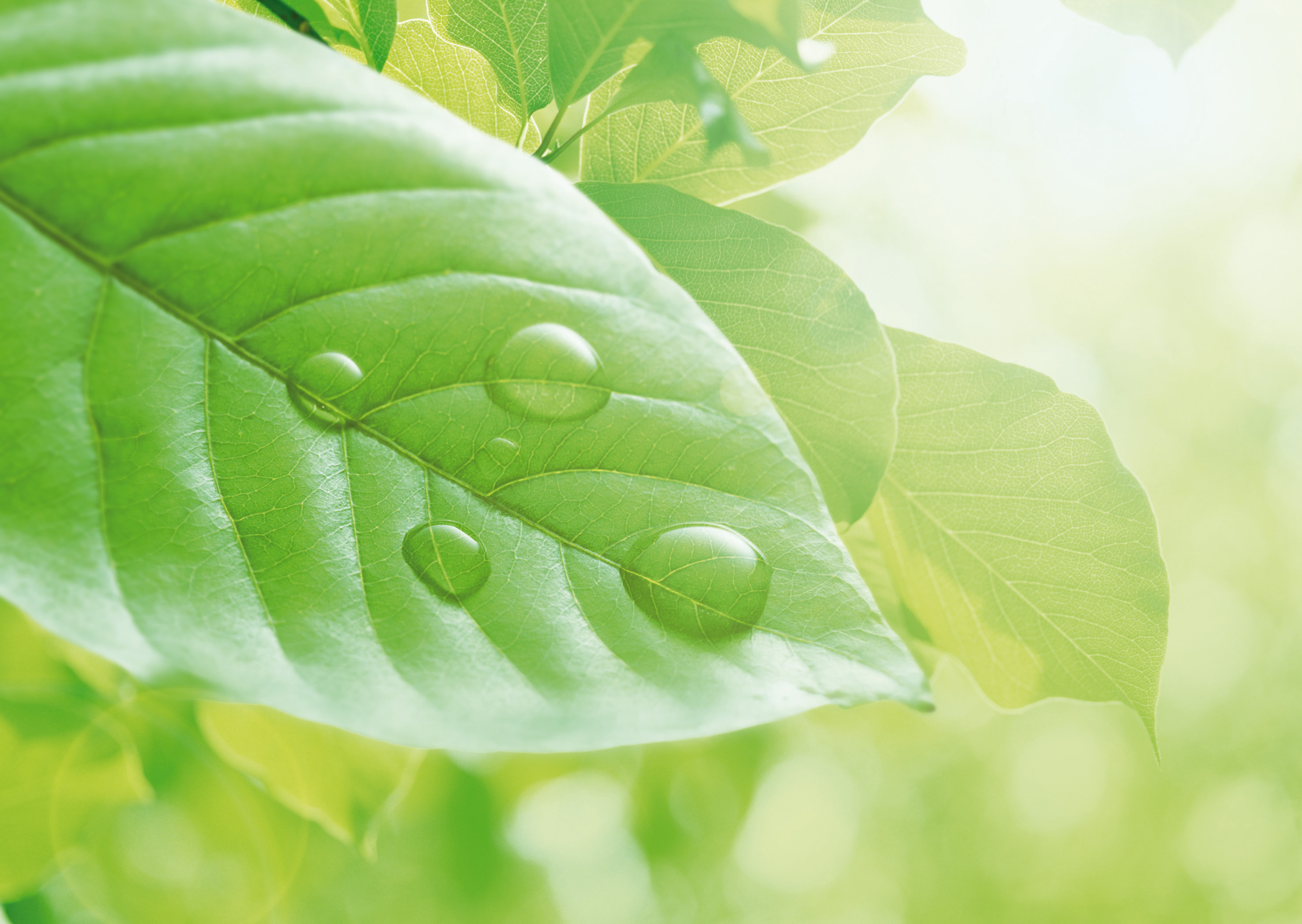 H1 2021 operating and financial performance _ Bureau Veritas Group