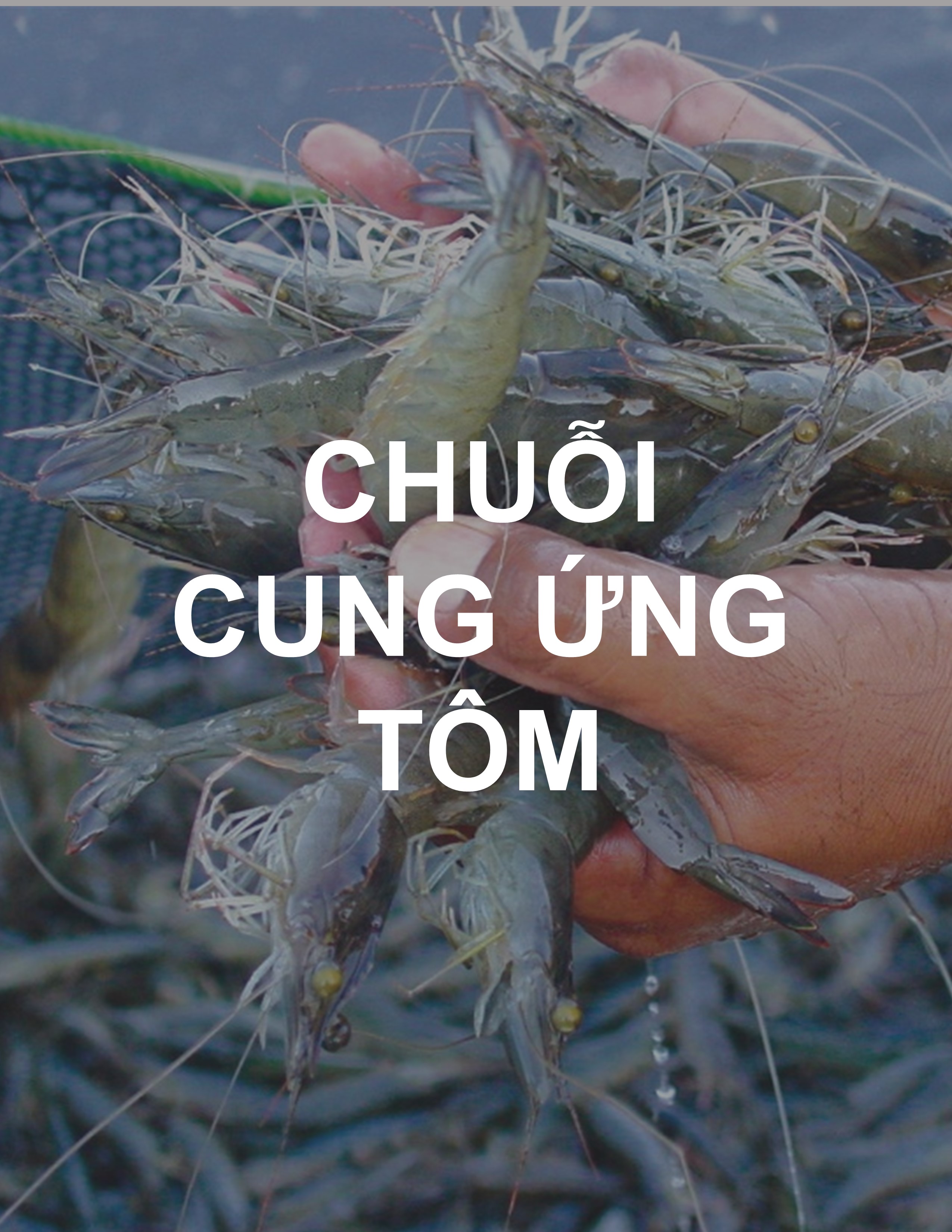 CHUỖI CUNG ỨNG TÔM
