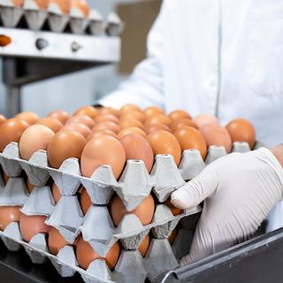 WORLD FOOD SAFETY DAY 2024: AN INCREASED NEED FOR PROTECTION AND TRANSPARENCY