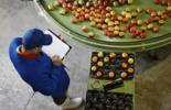 agrifood market