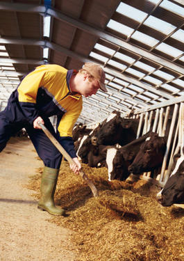 sx thức ăn vật nuôi