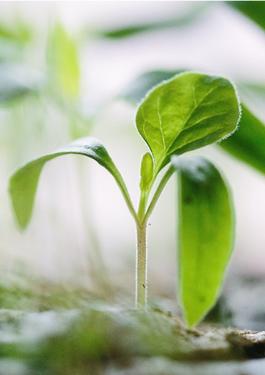 Customized service program