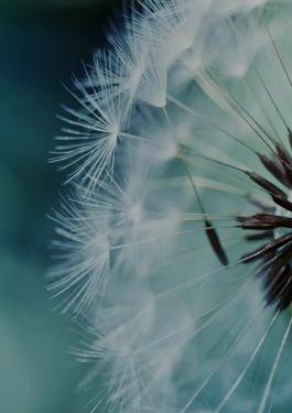 CLARITY BY BUREAU VERITAS
