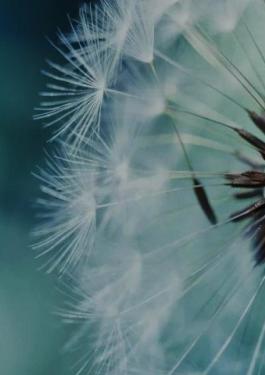 CLARITY