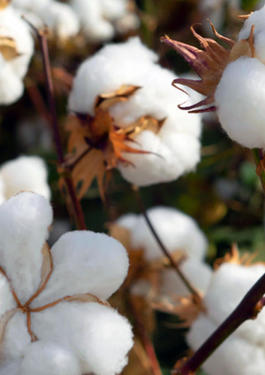 Giải Pháp Của Bureau Veritas Cho Chương Trình Better Cotton