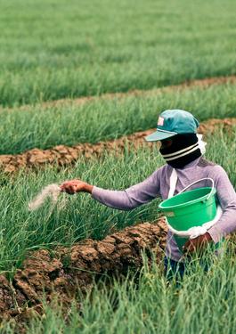 sustainble agrifood