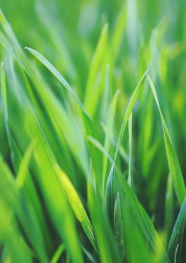 Dịch vụ European Flax™ 