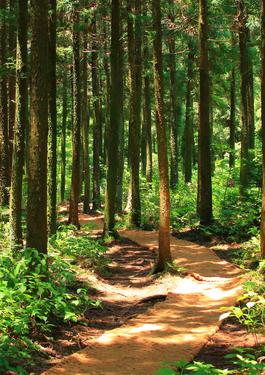 Dịch vụ chứng nhận FSC® (Forest Stewardship Council®) – Chứng nhận quản lý rừng bền vững 