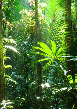 Dịch vụ chứng nhận Rainforest Alliance – Hỗ trợ sản xuất nông nghiệp bền vững và có trách nhiệm 